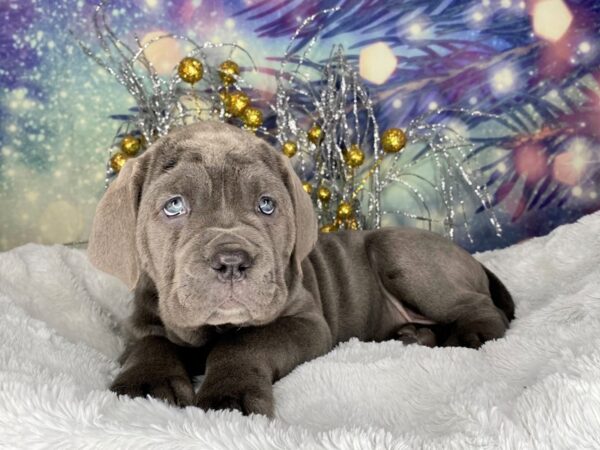 Neapolitan Mastiff DOG Female Blue 2332 Petland Lancaster, Ohio