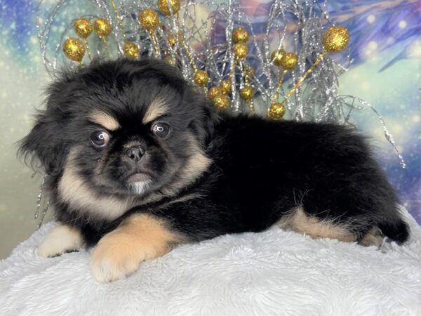 Pekingese DOG Male phantom 2348 Petland Lancaster, Ohio