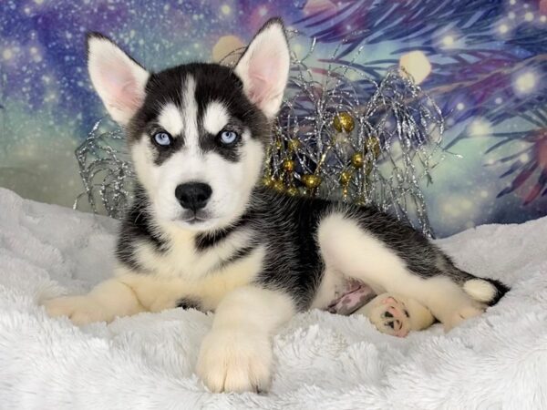 Siberian Husky DOG Male blk wht 2317 Petland Lancaster, Ohio