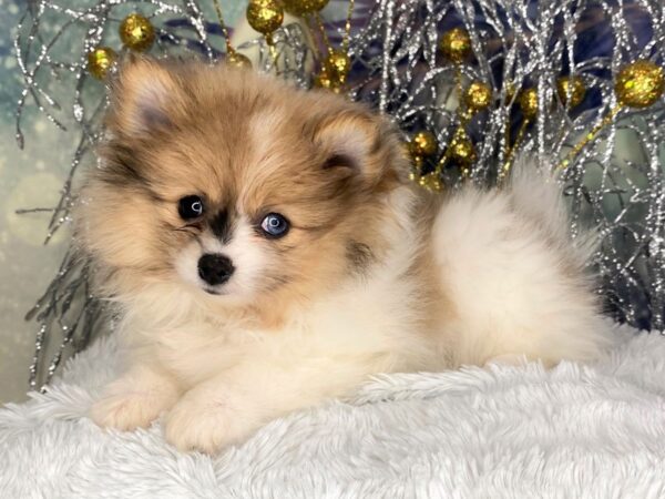 Pomeranian DOG Female Tri-Colored 2355 Petland Lancaster, Ohio