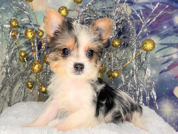 Yorkshire Terrier DOG Female Black / Tan 2350 Petland Lancaster, Ohio