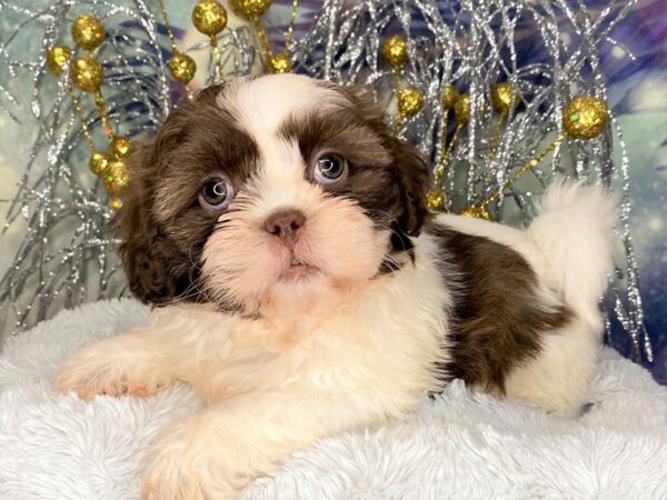 Shih Tzu DOG Female CHOC WHITE 2360 Petland Lancaster, Ohio