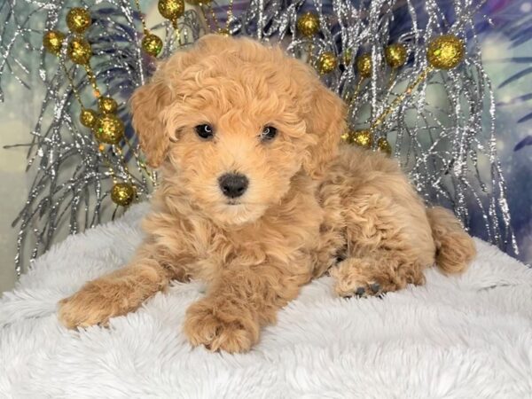 Poo Chon-DOG-Female-RED-2340-Petland Lancaster, Ohio