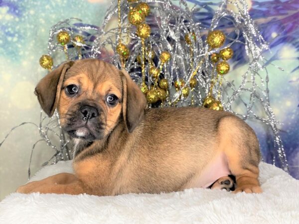 Puggle DOG Male Fawn 2306 Petland Lancaster, Ohio