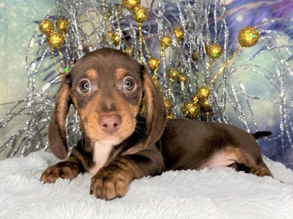 Dachshund DOG Male Chocolate / Tan 2330 Petland Lancaster, Ohio