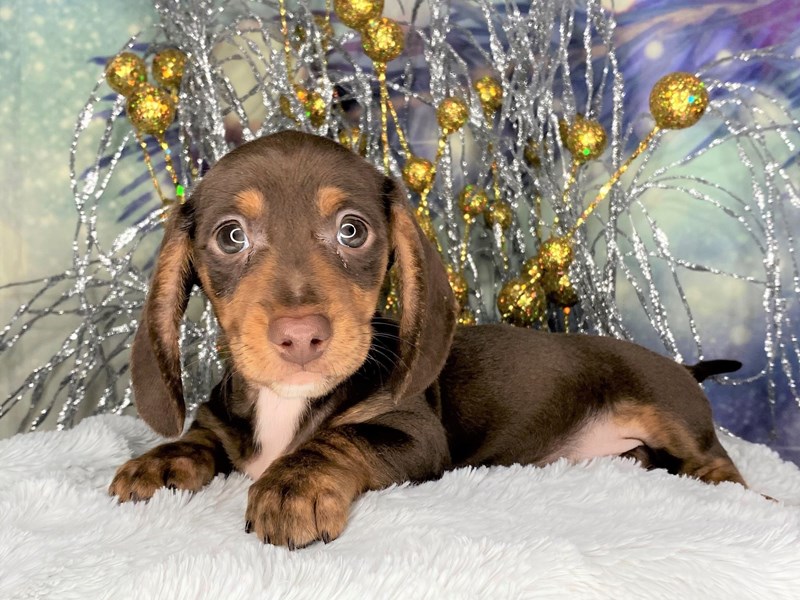 Dachshund with sales white chest