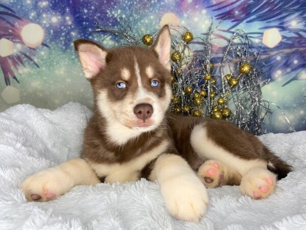 Siberian Husky-DOG-Male-red and white-2344-Petland Lancaster, Ohio