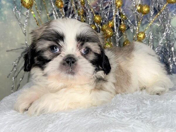 Shih Tzu DOG Female BROWN WHITE 2342 Petland Lancaster, Ohio