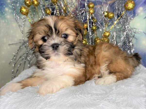 Shichon DOG Female BROWN WHITE 2341 Petland Lancaster, Ohio