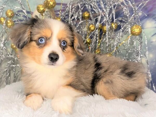 Miniature American Shepherd-DOG-Female-Blue Merle-2356-Petland Lancaster, Ohio