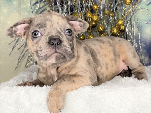 Frenchton DOG Male blue merle 2324 Petland Lancaster, Ohio