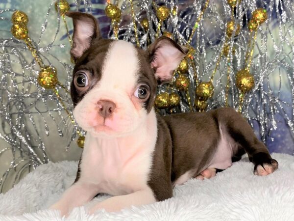 Boston Terrier DOG Female cho/wht 2316 Petland Lancaster, Ohio