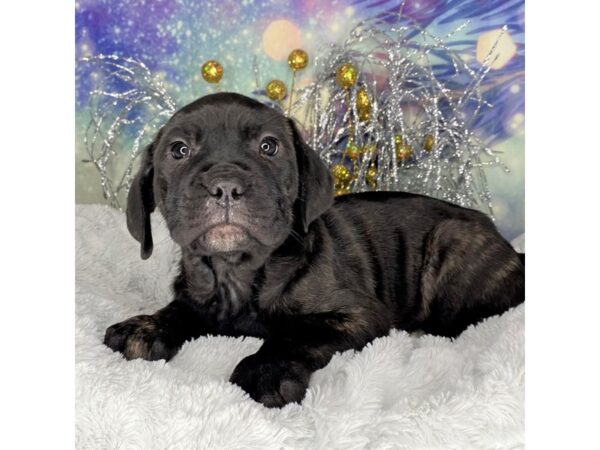 Cane Corso-DOG-Female--2373-Petland Lancaster