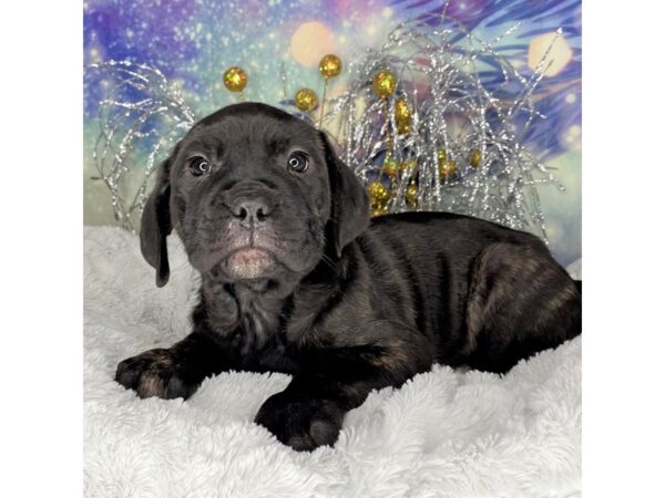 Cane Corso DOG Female 2373 Petland Lancaster, Ohio