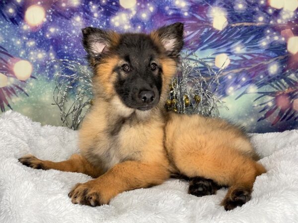 Belgian Tervuren DOG Female Mahogany / Black 2370 Petland Lancaster, Ohio