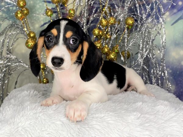 Dachshund DOG Female BLK white 2371 Petland Lancaster, Ohio