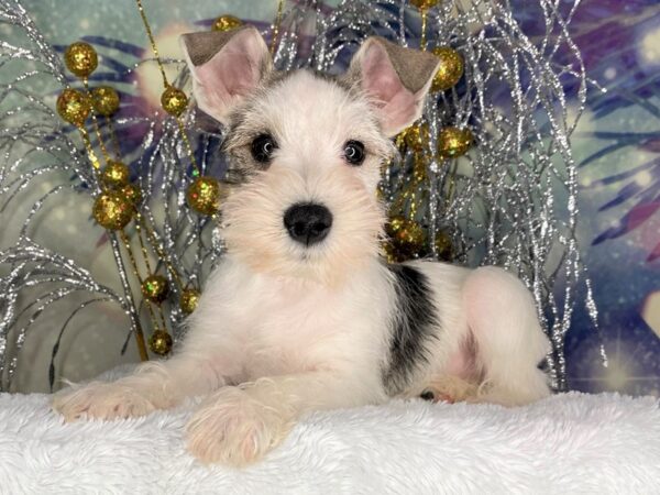 Miniature Schnauzer DOG Male Salt / Pepper 2378 Petland Lancaster, Ohio