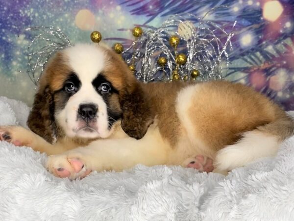 Saint Bernard DOG Female Brown / White 2358 Petland Lancaster, Ohio