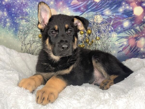 German Shepherd DOG Male Black & Tan 2384 Petland Lancaster, Ohio