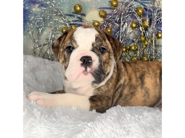 Olde Bulldog-DOG-Female-brindle/ white-2393-Petland Lancaster, Ohio