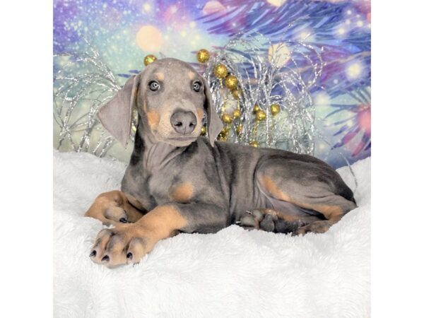 Doberman Pinscher-DOG-Male-Blue / Rust-2363-Petland Lancaster, Ohio