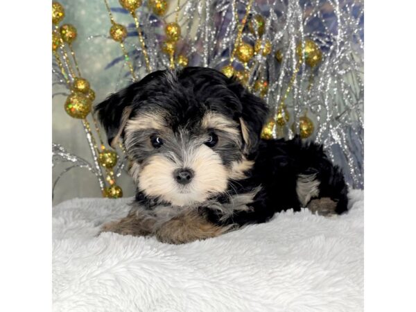 Morkie DOG Female black and tan 2374 Petland Lancaster, Ohio