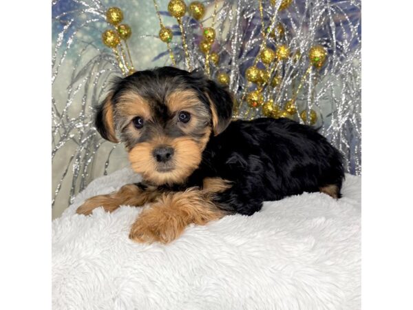 Yorkshire Terrier DOG Female Black and tan 2375 Petland Lancaster, Ohio