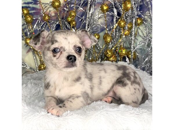 Chihuahua DOG Female Blue Merle 2386 Petland Lancaster, Ohio