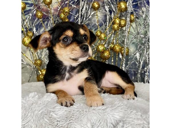 Chorkie DOG Female blk and tn 2391 Petland Lancaster, Ohio