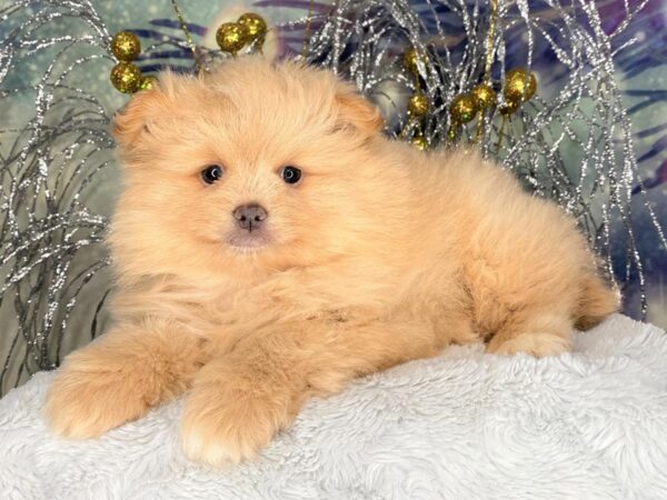 Pomeranian-DOG-Male-Sable-2394-Petland Lancaster, Ohio