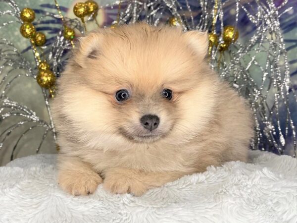 Pomeranian DOG Male Cream Sable 2395 Petland Lancaster, Ohio