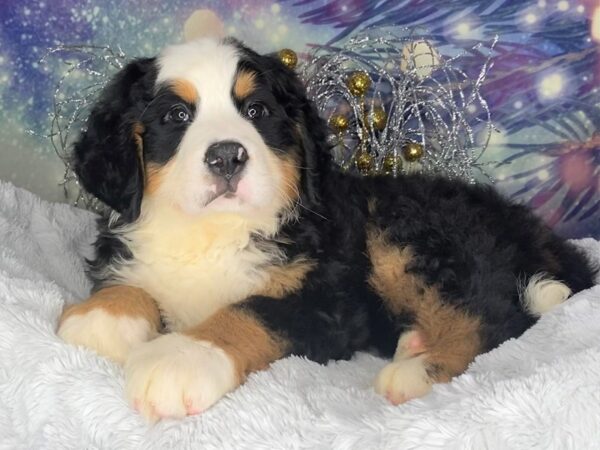 Bernese Mountain Dog DOG Male blk tri 2392 Petland Lancaster, Ohio