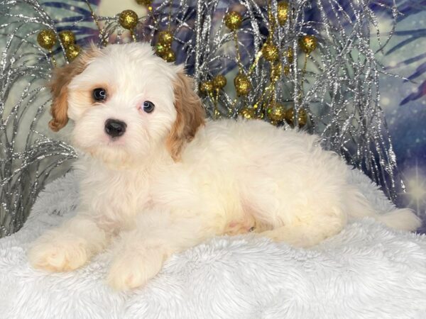 Cavapoo DOG Male red and white 2388 Petland Lancaster, Ohio