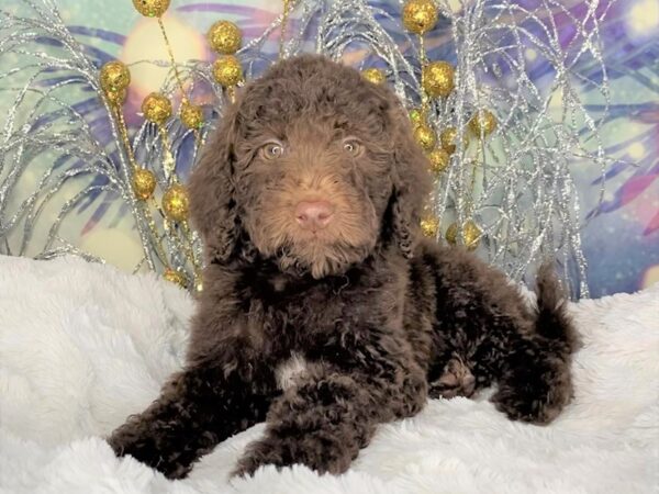 2nd Generation Goldendoodle-DOG-Female-Chocolate-2383-Petland Lancaster, Ohio