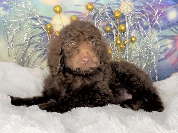 2nd Generation Goldendoodle-DOG-Male-Chocolate-2382-Petland Lancaster, Ohio