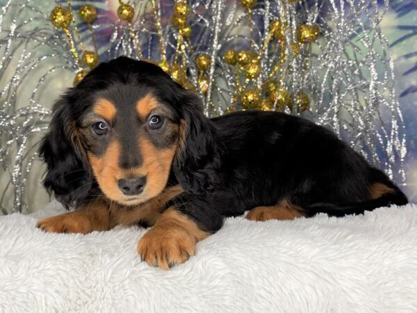 Dachshund DOG Female Black / Tan 2381 Petland Lancaster, Ohio