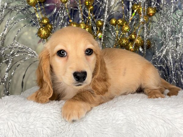 Dachshund DOG Female Cream 2380 Petland Lancaster, Ohio