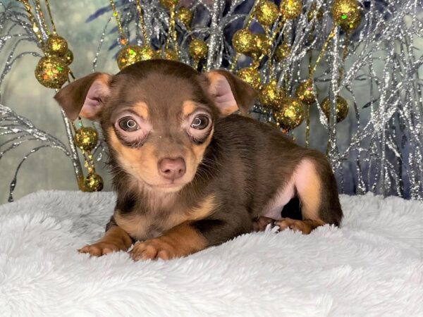 Chihuahua DOG Female Chocolate / Tan 2364 Petland Lancaster, Ohio