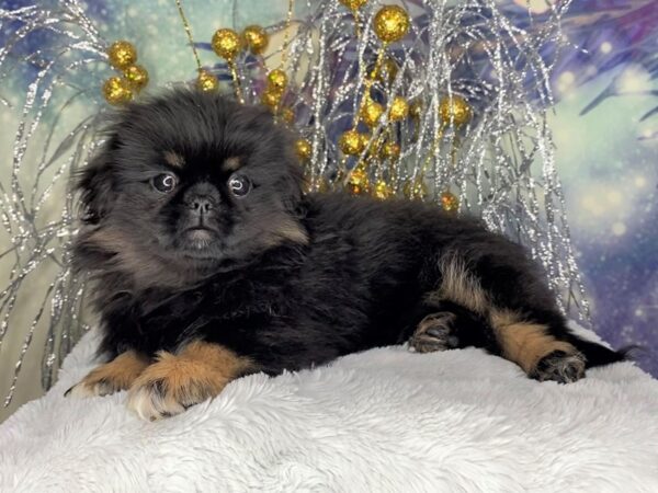 Pekingese DOG Female Phantom 2377 Petland Lancaster