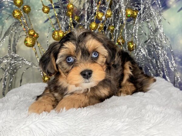 Yorkiepoo DOG Male Blue merle/ Tan points 2376 Petland Lancaster, Ohio