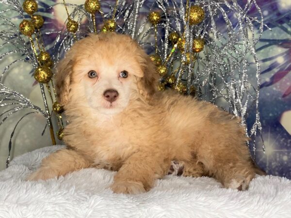 Toy Poodle DOG Male Cafe Au Lait 2369 Petland Lancaster, Ohio