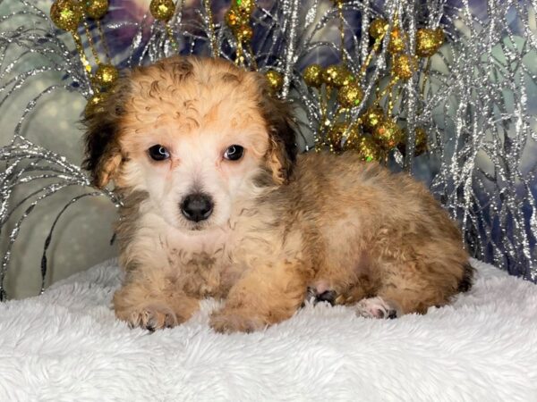 Toy Poodle DOG Female Cafe Au lait 2368 Petland Lancaster, Ohio