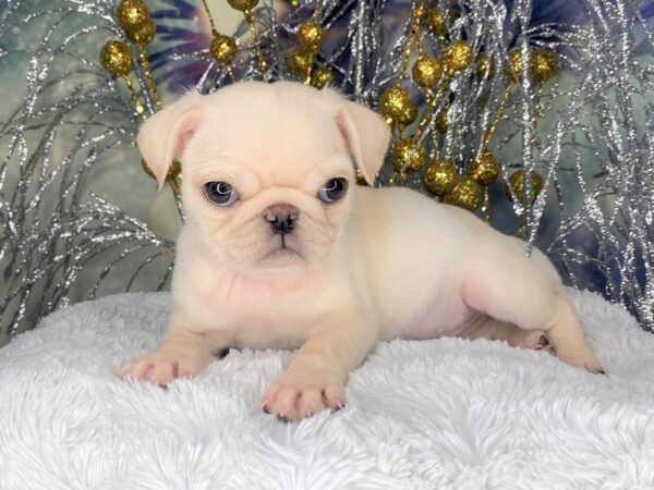 Pug DOG Female White 2367 Petland Lancaster, Ohio