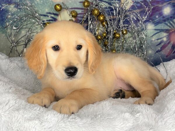 Golden Retriever DOG Female Golden 2365 Petland Lancaster, Ohio