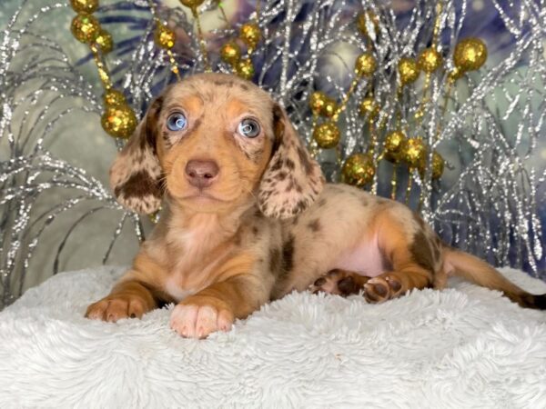 Dachshund DOG Female Chocolate / Tan 2396 Petland Lancaster, Ohio