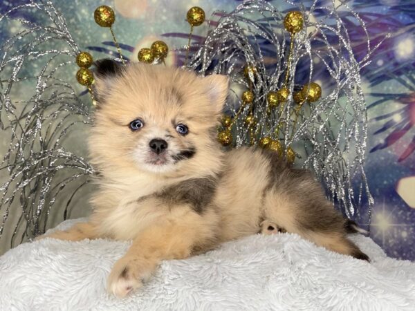 Pomsky 2nd Gen DOG Female Red Merle 2397 Petland Lancaster, Ohio