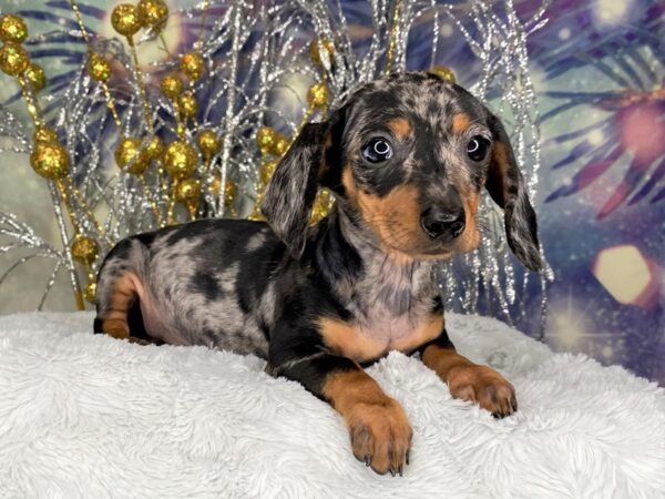 Dachshund DOG Female Black / Tan 2398 Petland Lancaster, Ohio