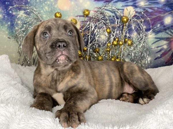 Cane Corso-DOG-Male-Blue Brindle-2400-Petland Lancaster, Ohio