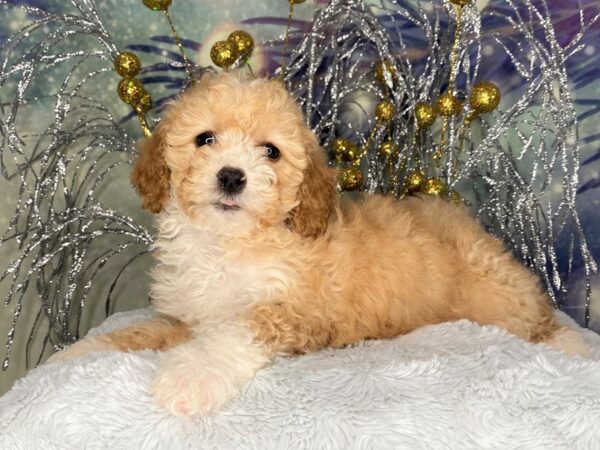 Cavapoo DOG Female White / Apricot 2399 Petland Lancaster, Ohio