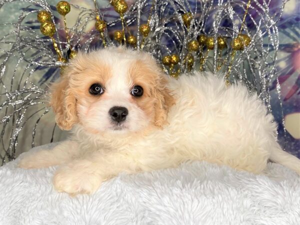 Cava Chon-DOG-Female-BLENHIEM-2412-Petland Lancaster, Ohio